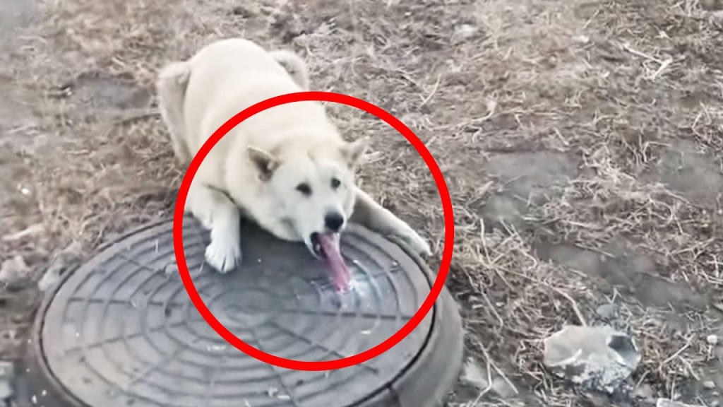 Image related to: The extreme cold had trapped the dog whe...