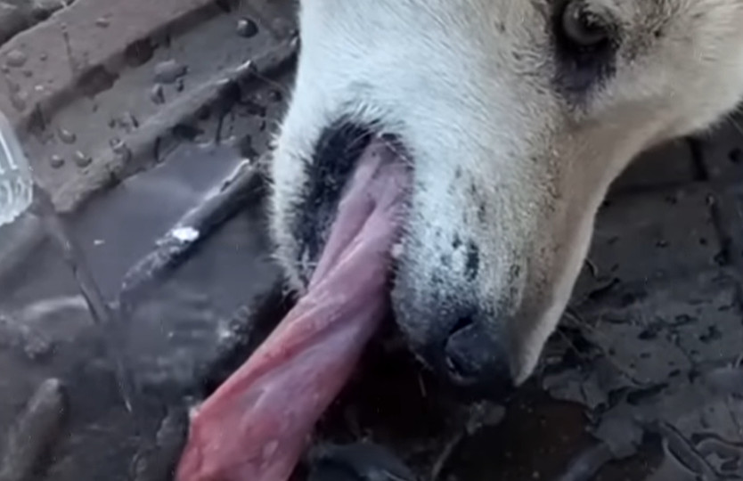 Image related to: These stories remind us of the resilienc...