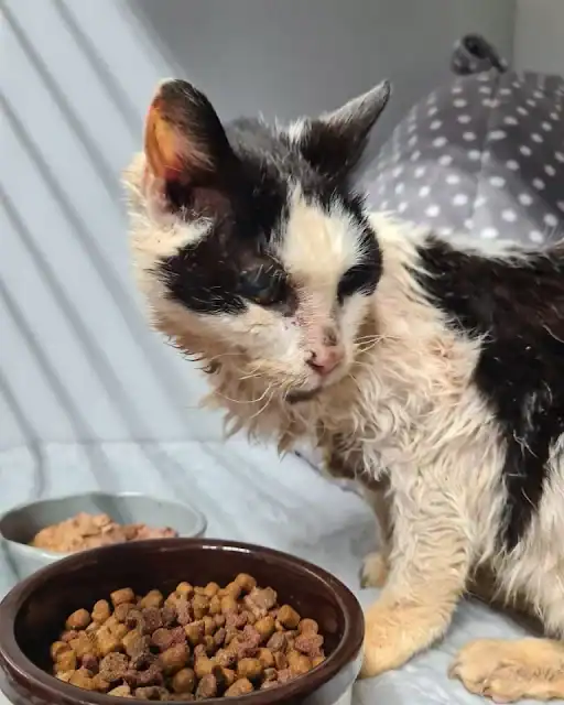 Such was the case for Dean and Alison Ly...