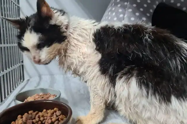 Miraculously, Alison saw the post and in...