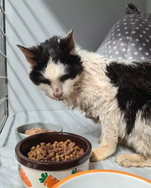 Upon their reunion, Kizzy instantly reco...