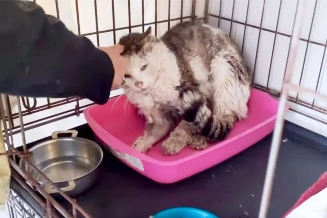 As he regained strength, the kitten was ...