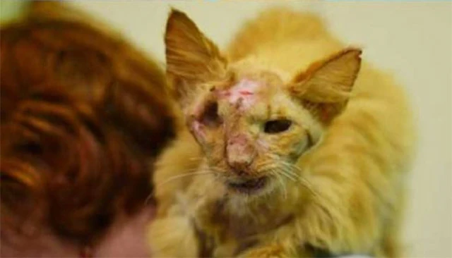 When rescuers finally discovered the cat...