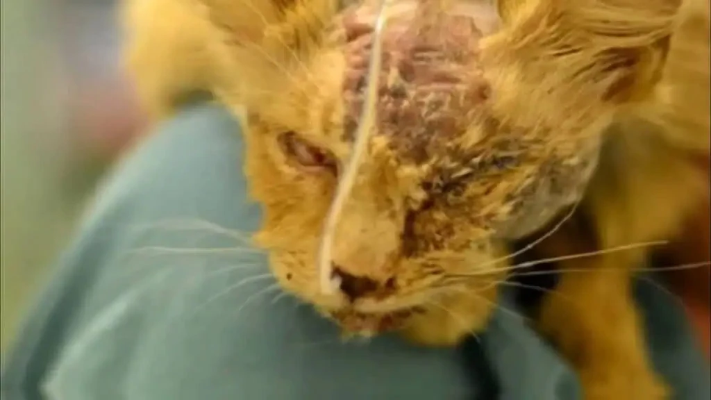 Today, Marshik is a completely different...