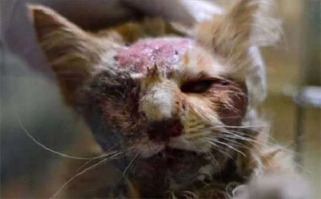 Extra image from article