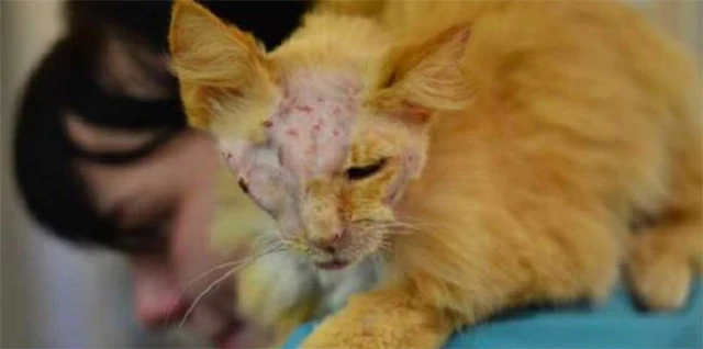 Extra image from article