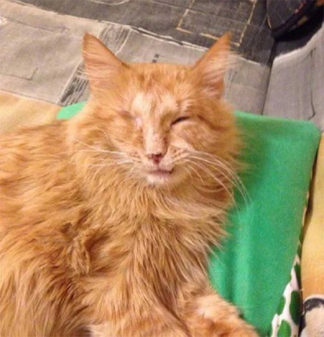 Extra image from article