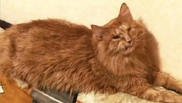 Extra image from article