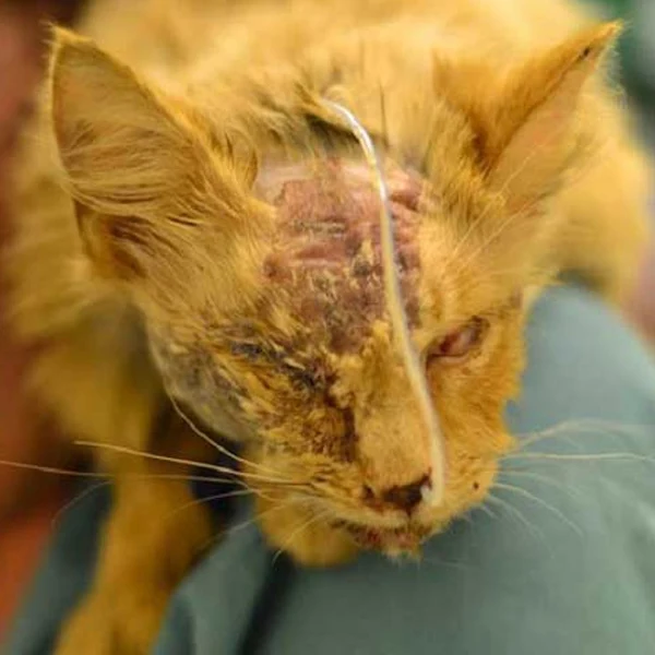 Extra image from article