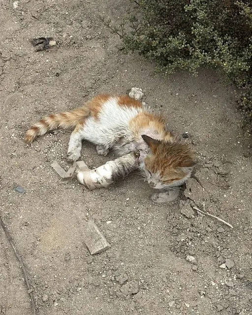 Every day, he scavenged for food scraps,...