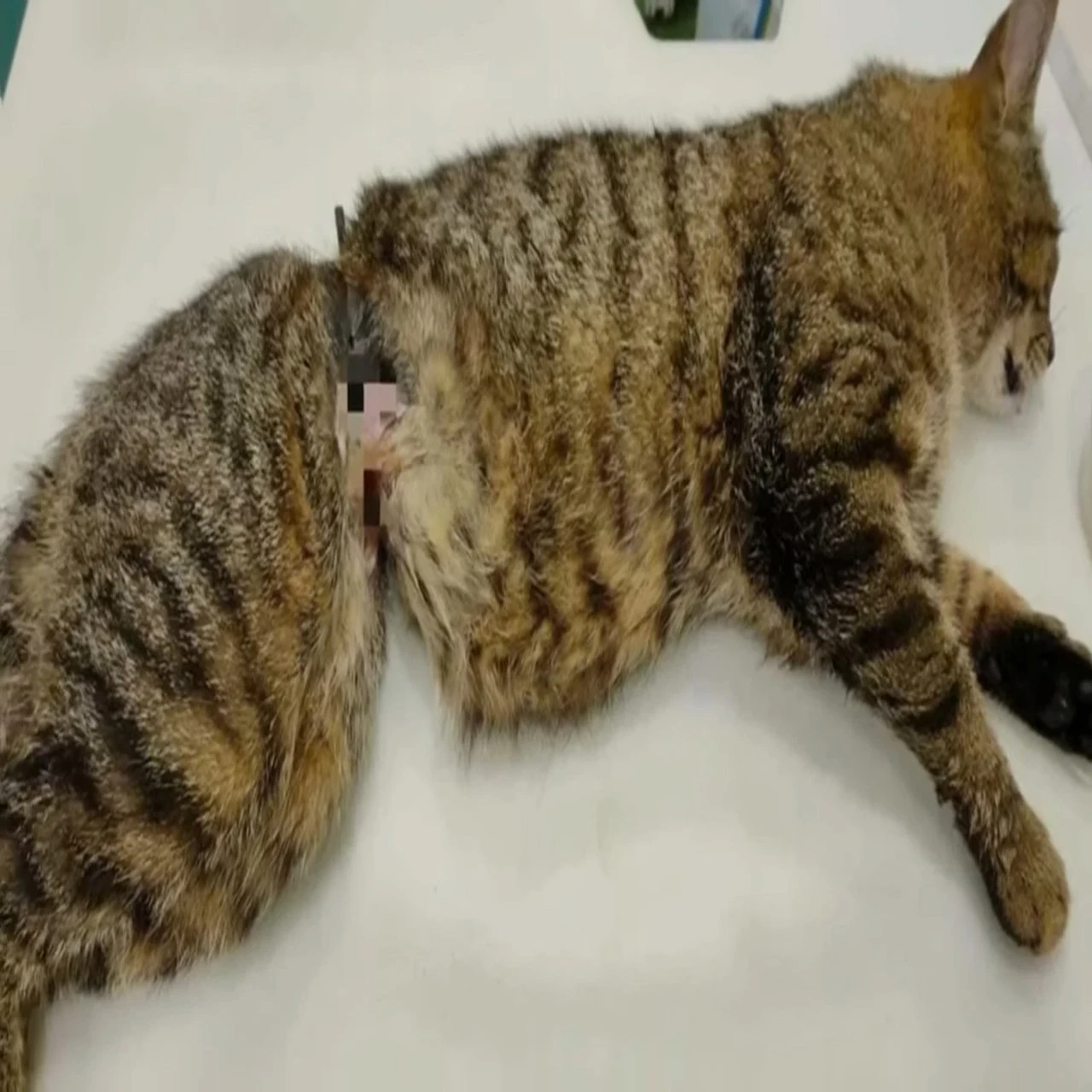 (A compassionate woman saved a cat left ...