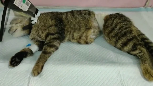 The hours dragged on and the cat's stren...