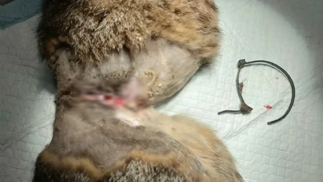 Gently scooping the cat into her arms, s...