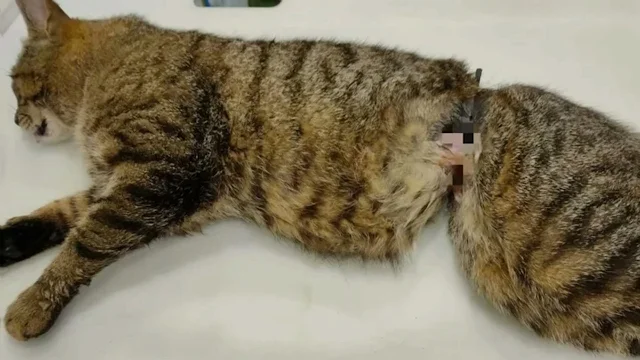 Over the following days, the cat receive...