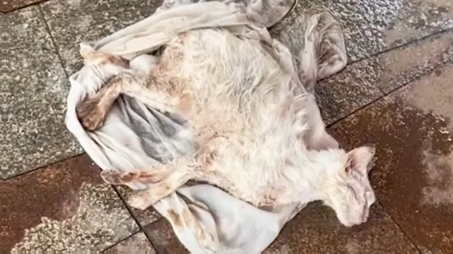 Upon examination, the veterinarian confi...