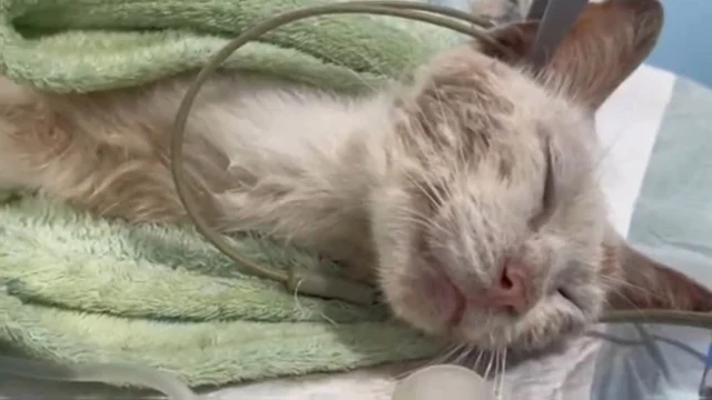 Fittingly, they named the little survivo...