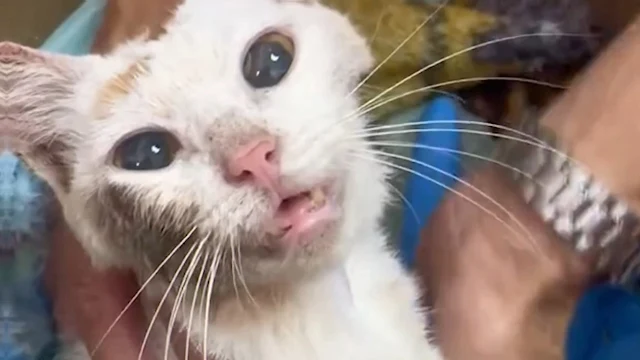 Extra image from article