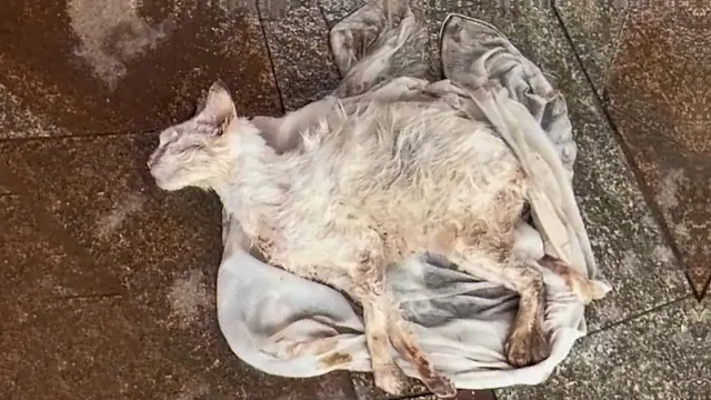 The kitten's soft cries for assistance w...