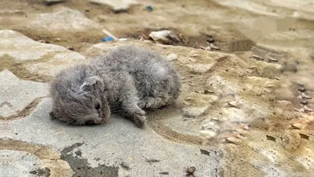 As time went on, her energy dwindled, an...