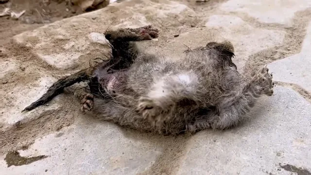 Just when it seemed she couldn't go on a...