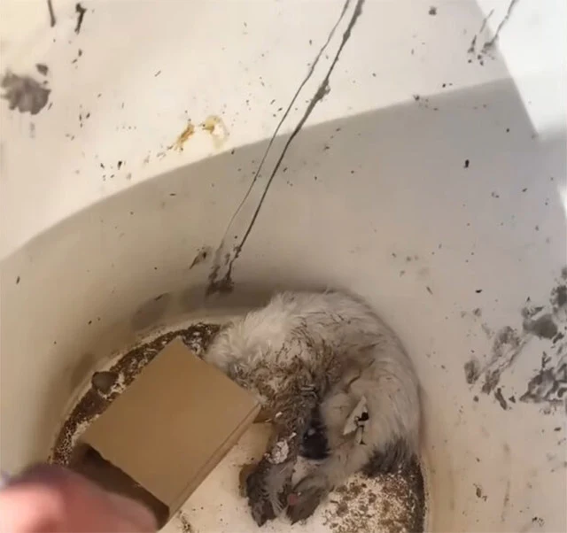 Looking at Nian Nian today, I am reminde...