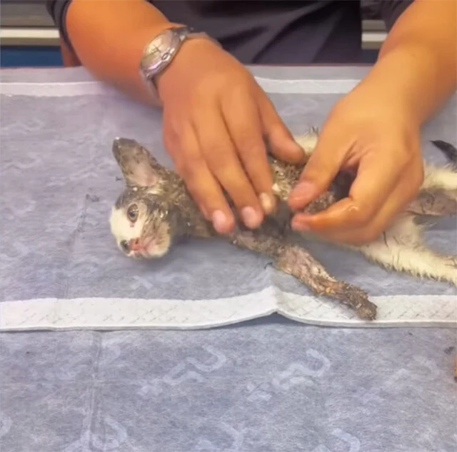 Extra image from article