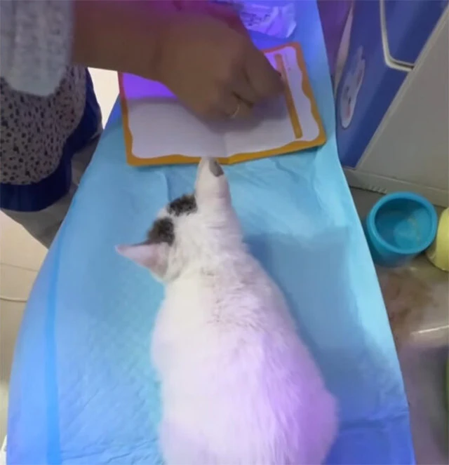 Extra image from article