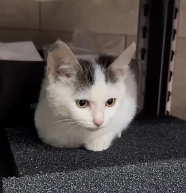 Extra image from article