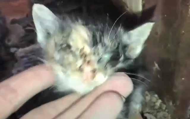 Now, the once-fragile kitten bubbles wit...