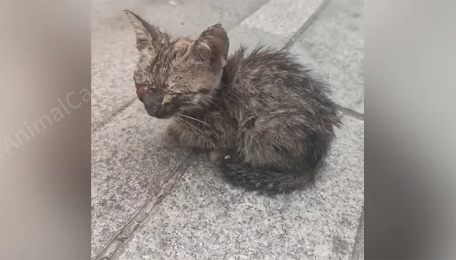 Gradually, during his hospital stay, the...