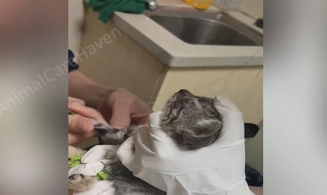 Over the following months, the kitten's ...