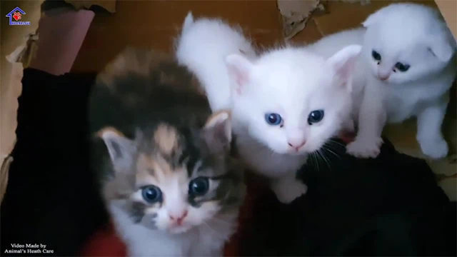 Extra image from article