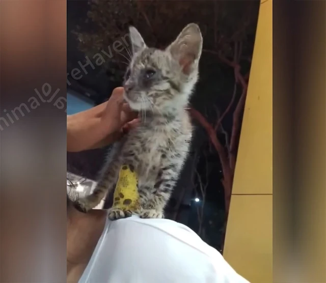 Extra image from article