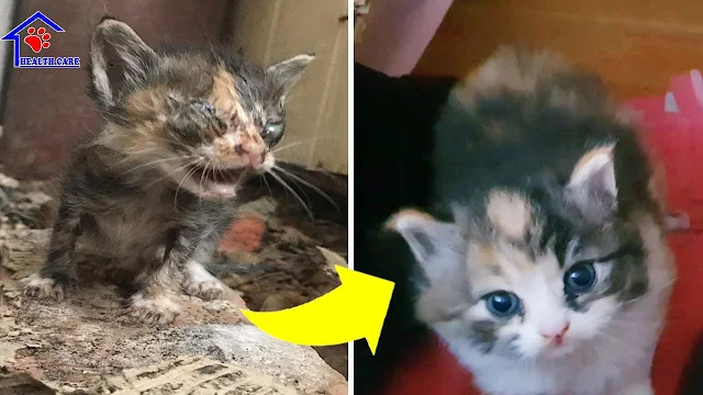 In stark contrast, the kitten on the oth...