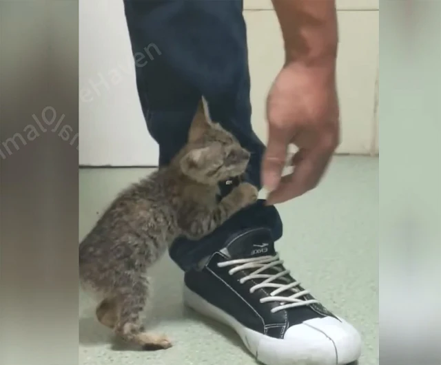 Extra image from article