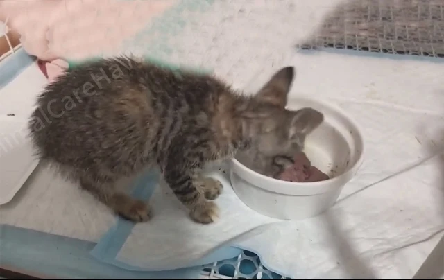 Extra image from article