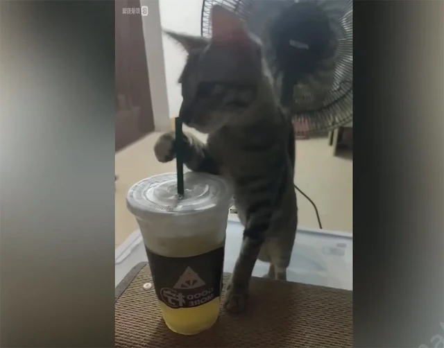 Extra image from article