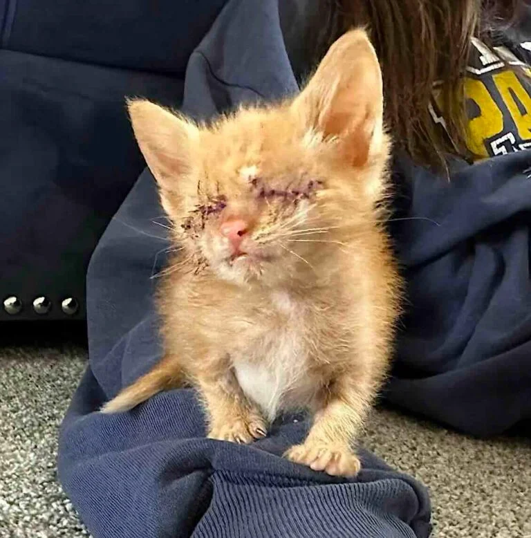 With Jamie's kindness, Stevie gradually ...