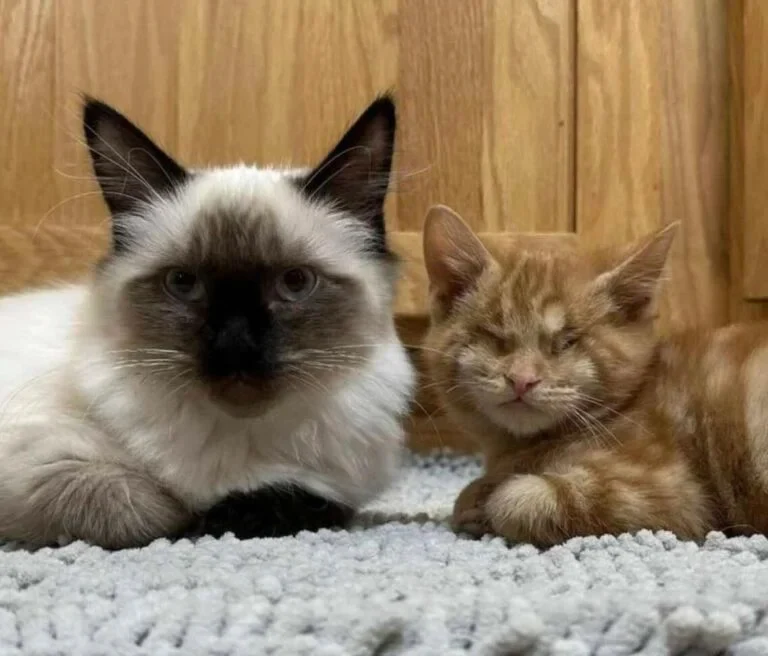 Extra image from article