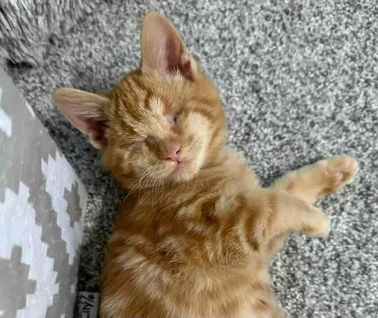 Extra image from article