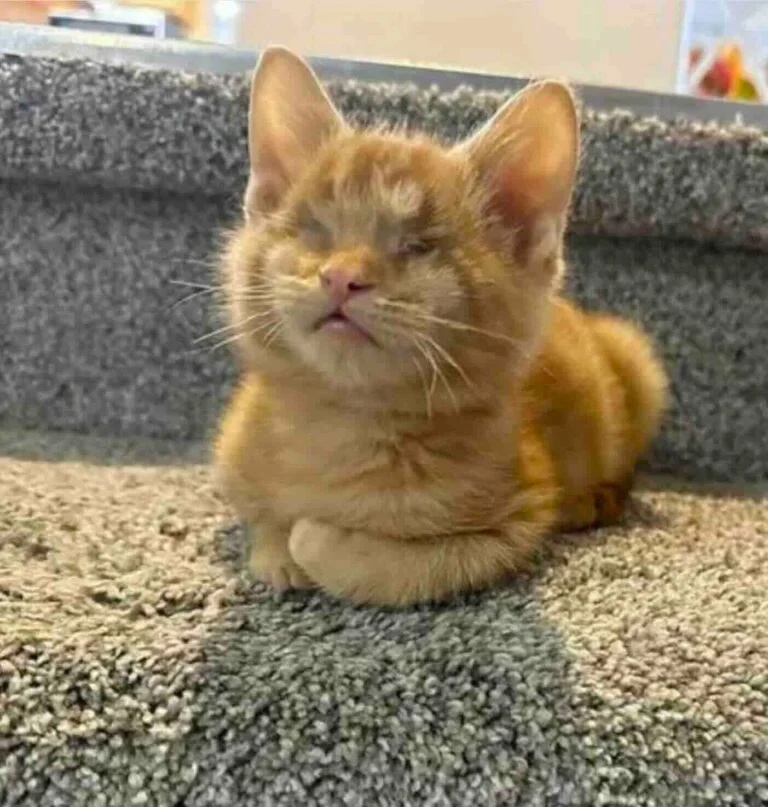 Extra image from article