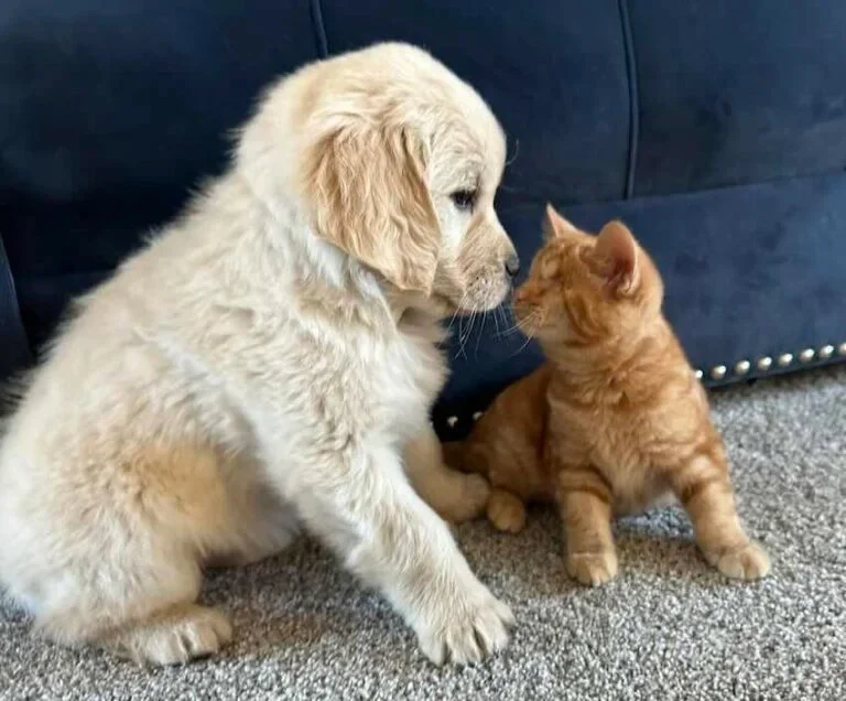 Extra image from article