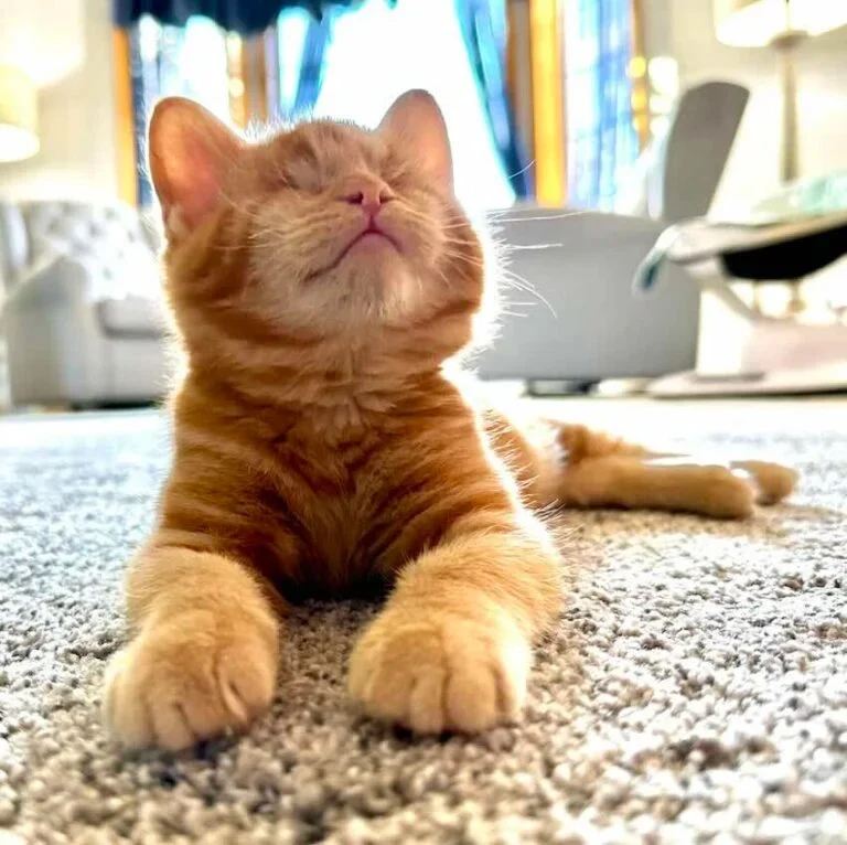 Extra image from article