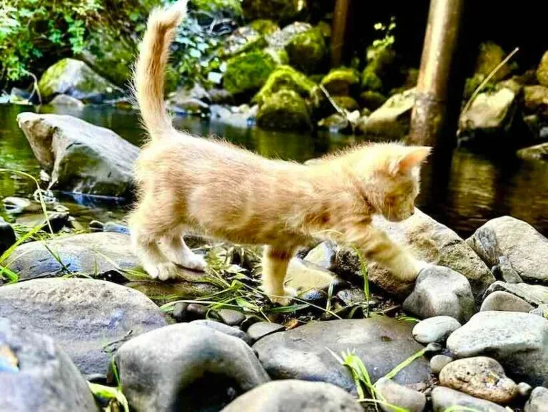 Extra image from article