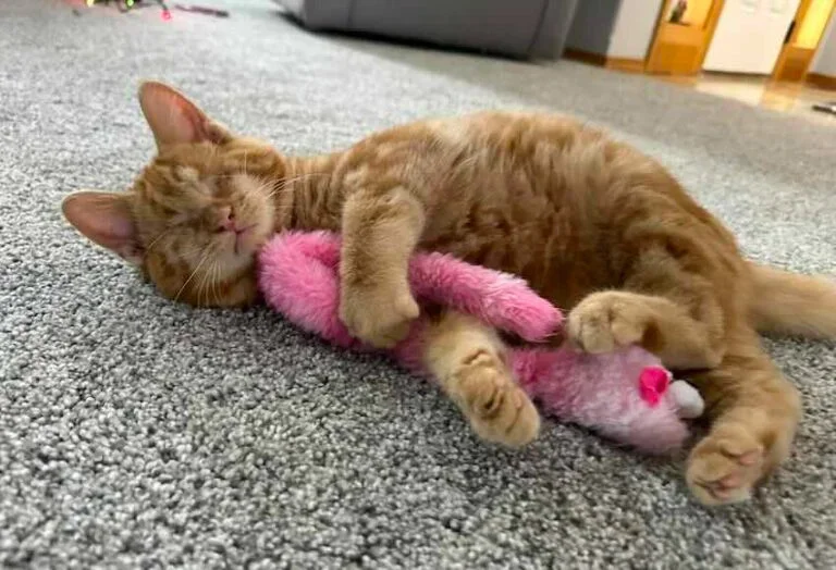 Extra image from article