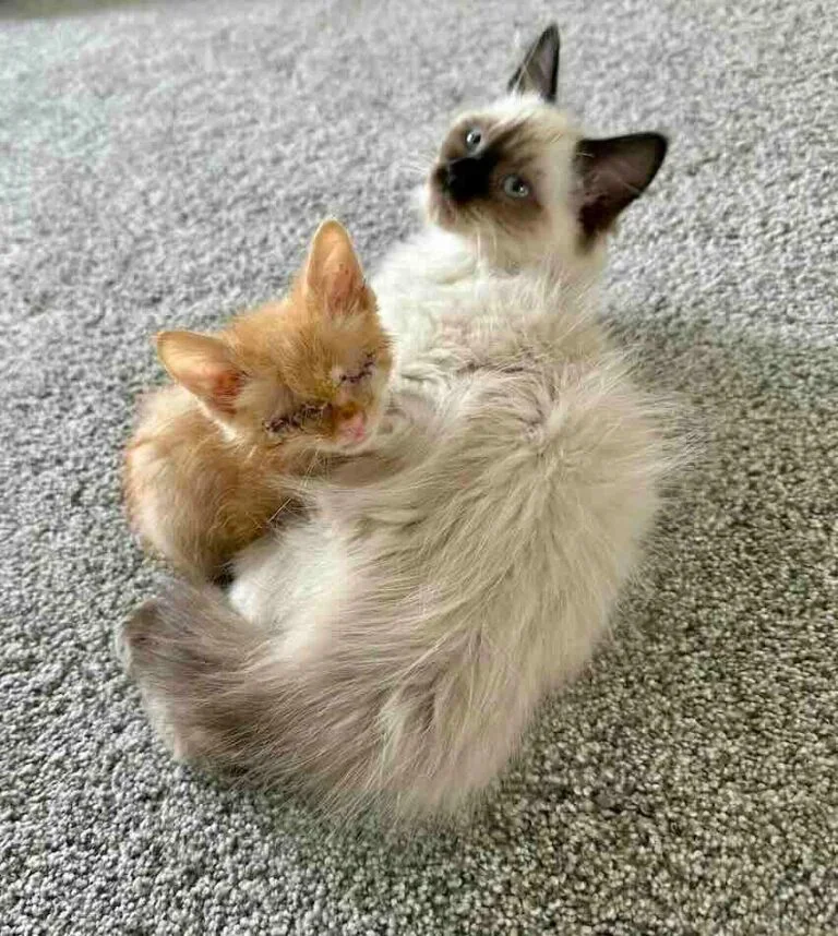 Extra image from article