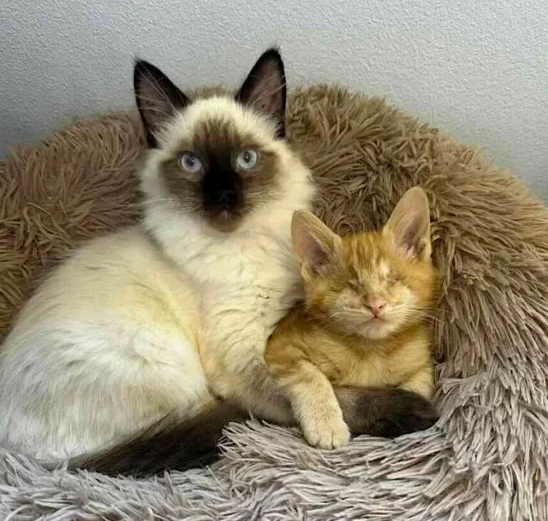 Extra image from article