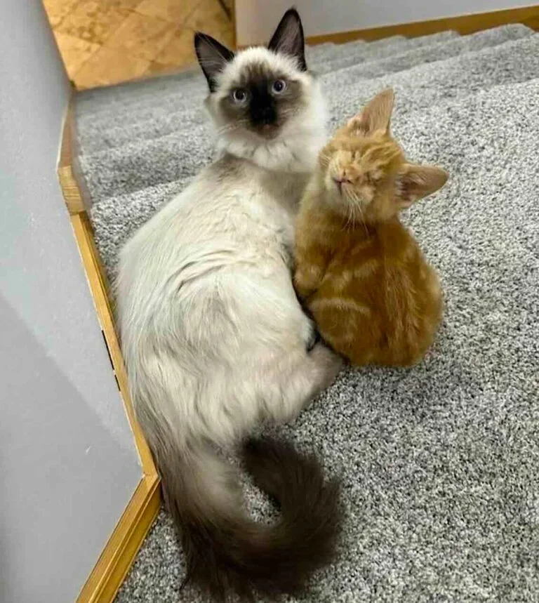 Extra image from article