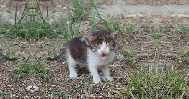 Fate eventually led a compassionate coup...