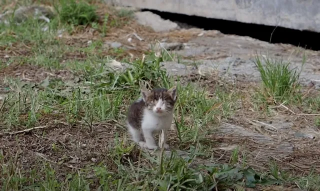 As the kitten lay under the vet’s care, ...